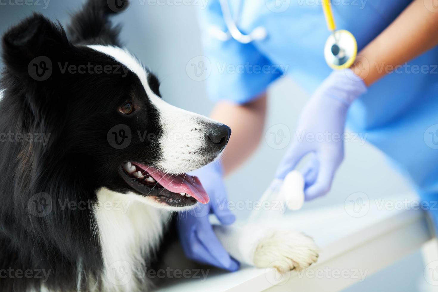 Veterinaria que trata la pata lesionada en la clínica foto