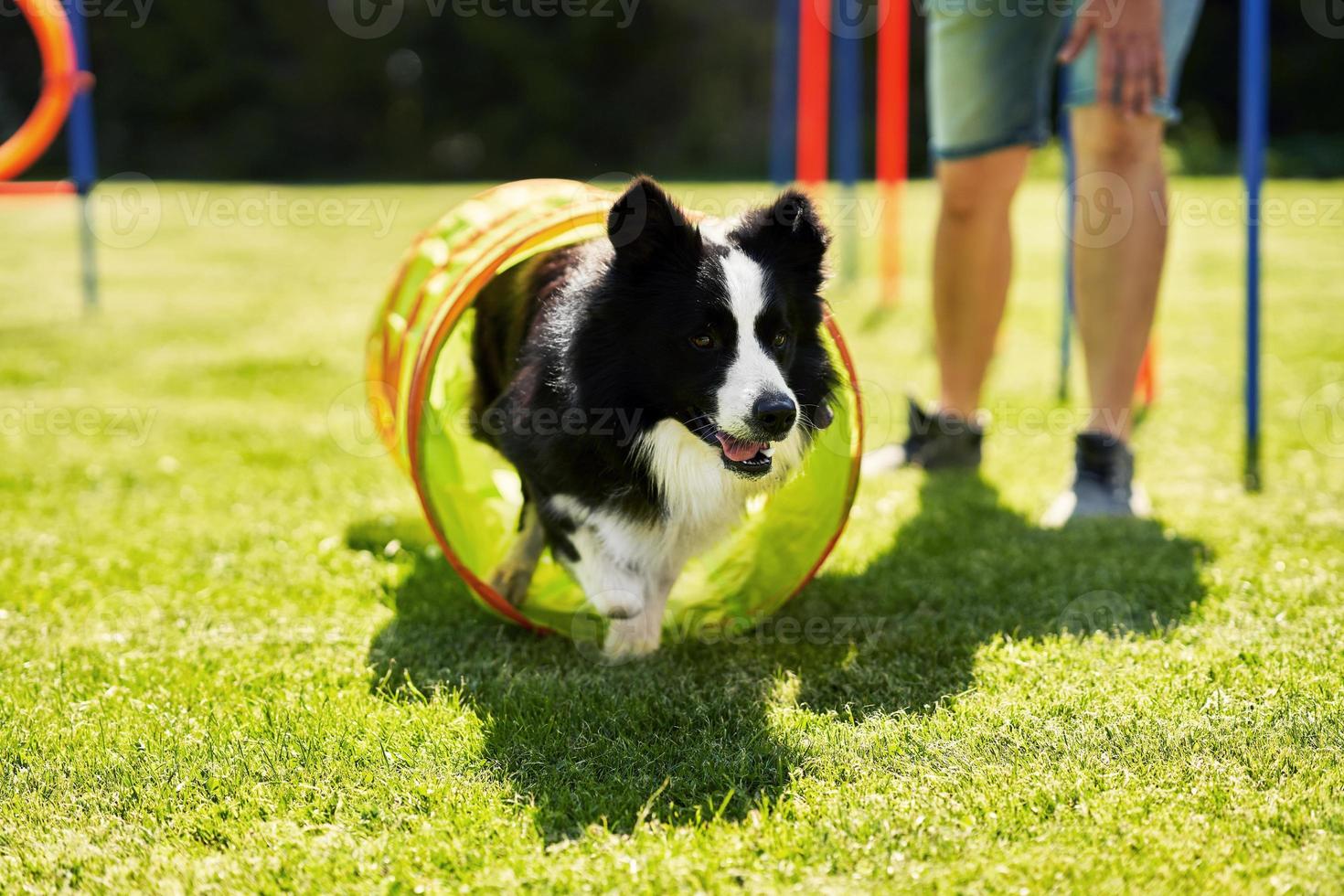 Border collie dog and a woman on an agility field photo