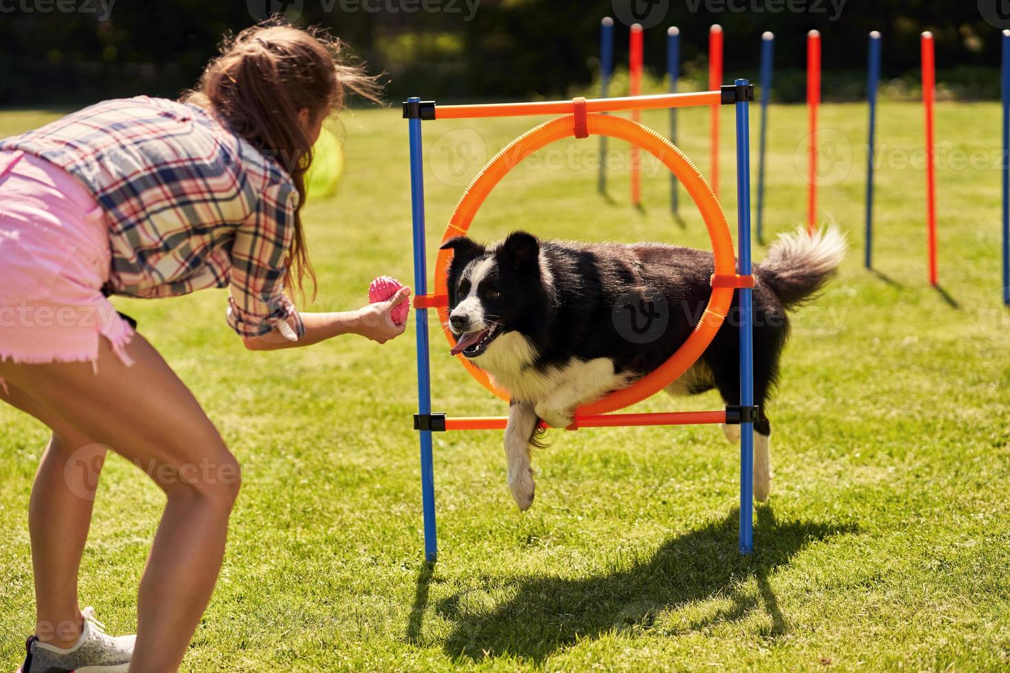 Border collie dog and a woman on an agility field photo