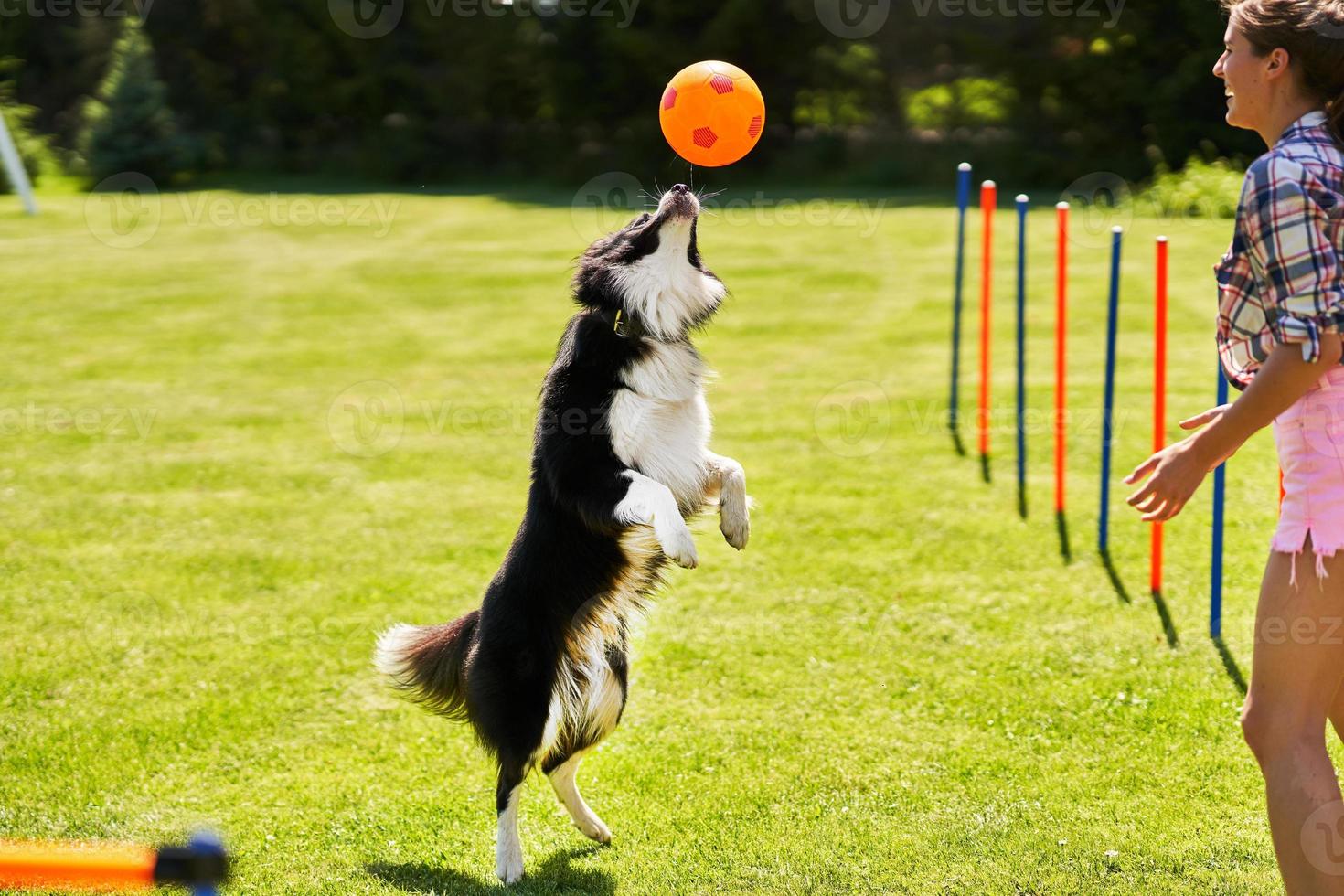 Border collie dog and a woman on an agility field photo