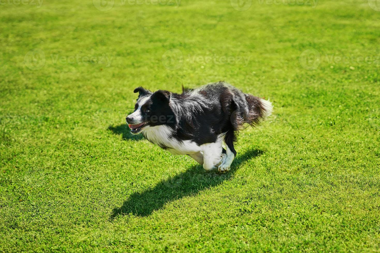 Border collie dog running on an agility field photo