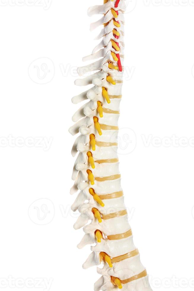 Spine mock-up on white background photo