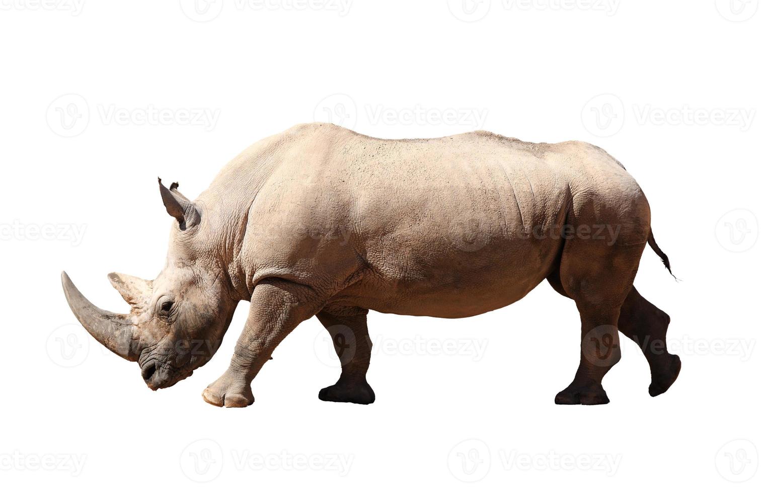 Rhinoceros on white background photo