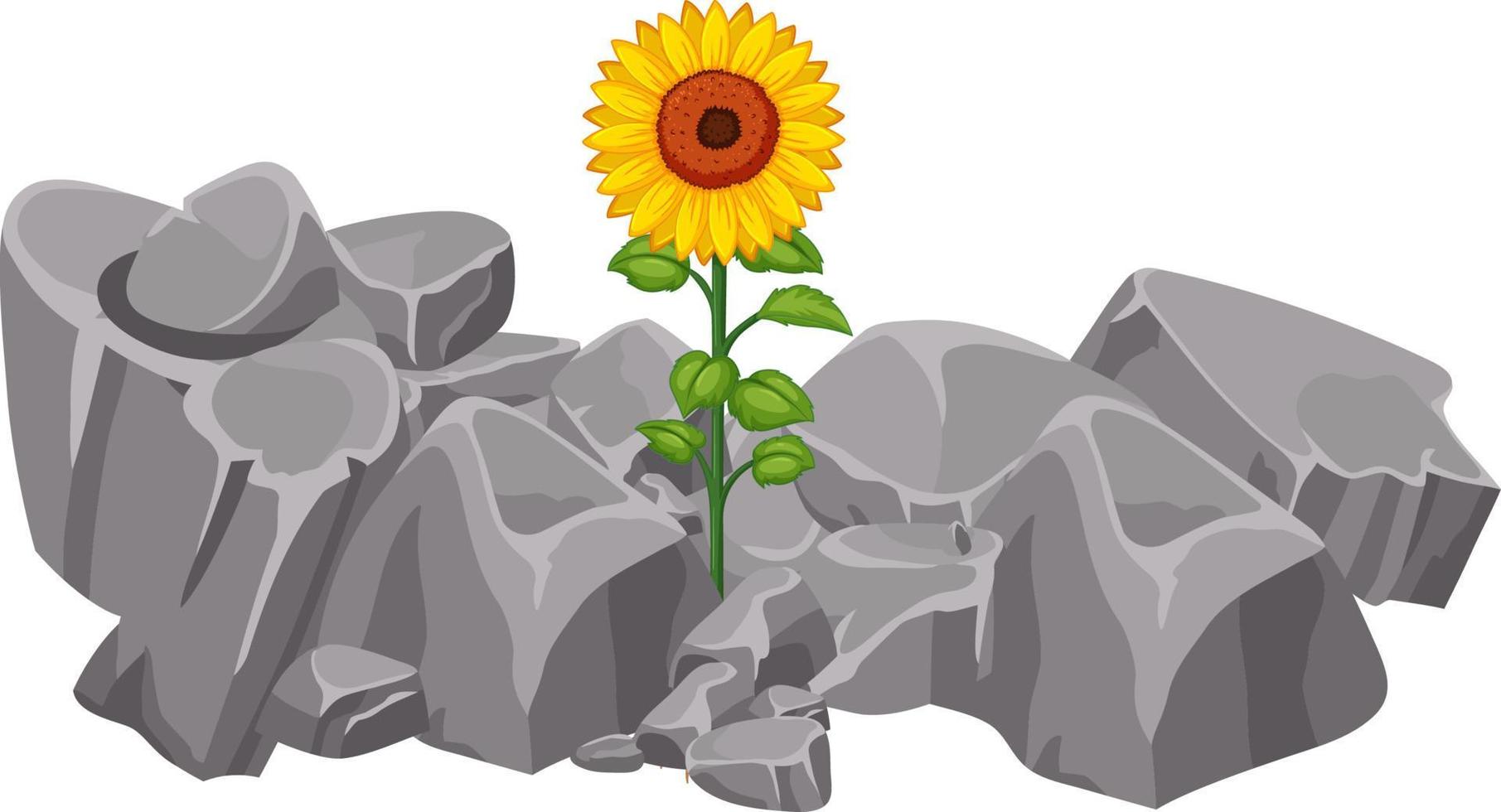 flower blossom opportunity chances possibility stone impossible vector