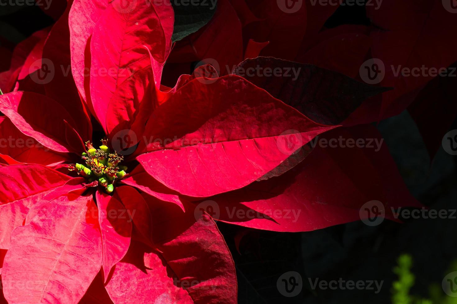 Poinsettia flower with black background and space for text photo