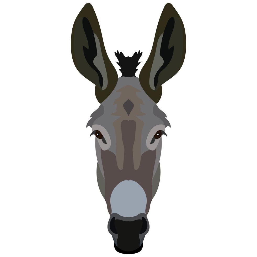Vector donkey face isolated. Poster, banner, print advertisement, web design element. Livestock, cattle animals.