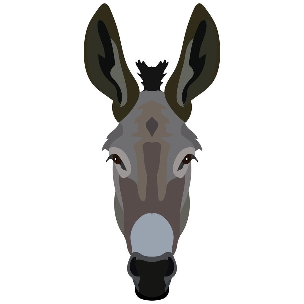 Vector donkey face isolated. Poster, banner, print advertisement, web design element. Livestock, cattle animals.