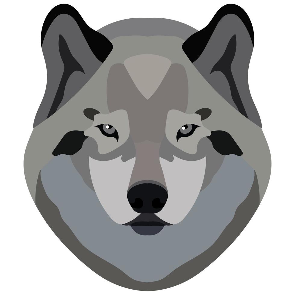 Wolf face. Portrait of a gray wild beast isolated on a white background. vector