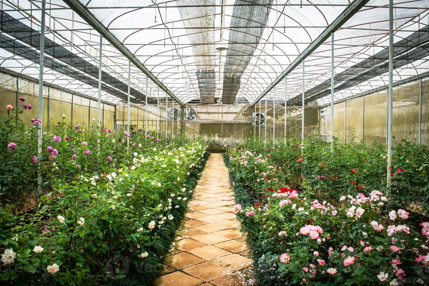 crecimiento industrial de rosas en invernadero foto