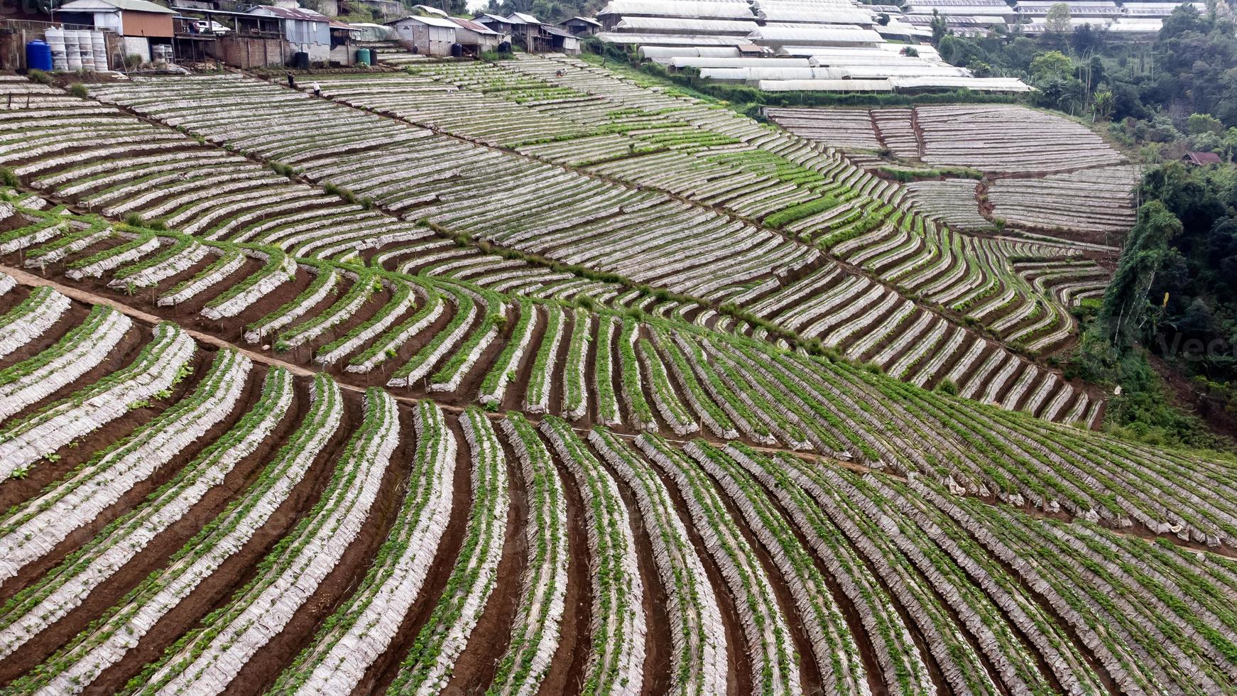 paisaje de jardín de fresas con amanecer en doi ang khang, chiang mai, tailandia. foto