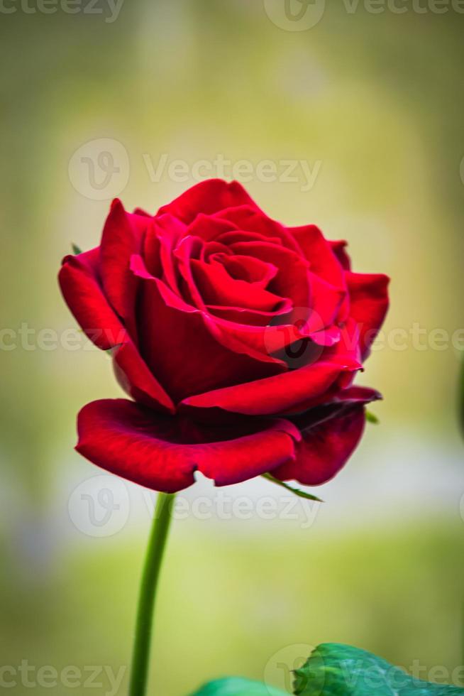 Beautiful blooming flower rose flower close up photo