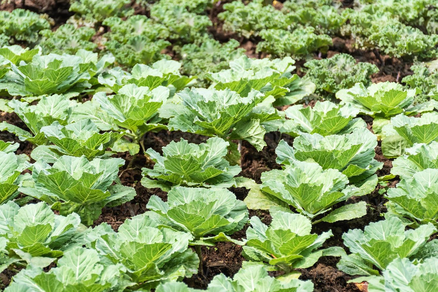 Cabbage in the field on a Farm or Greenhouse photo