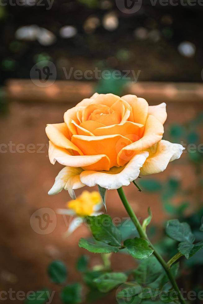 Beautiful blooming flower rose flower close up photo