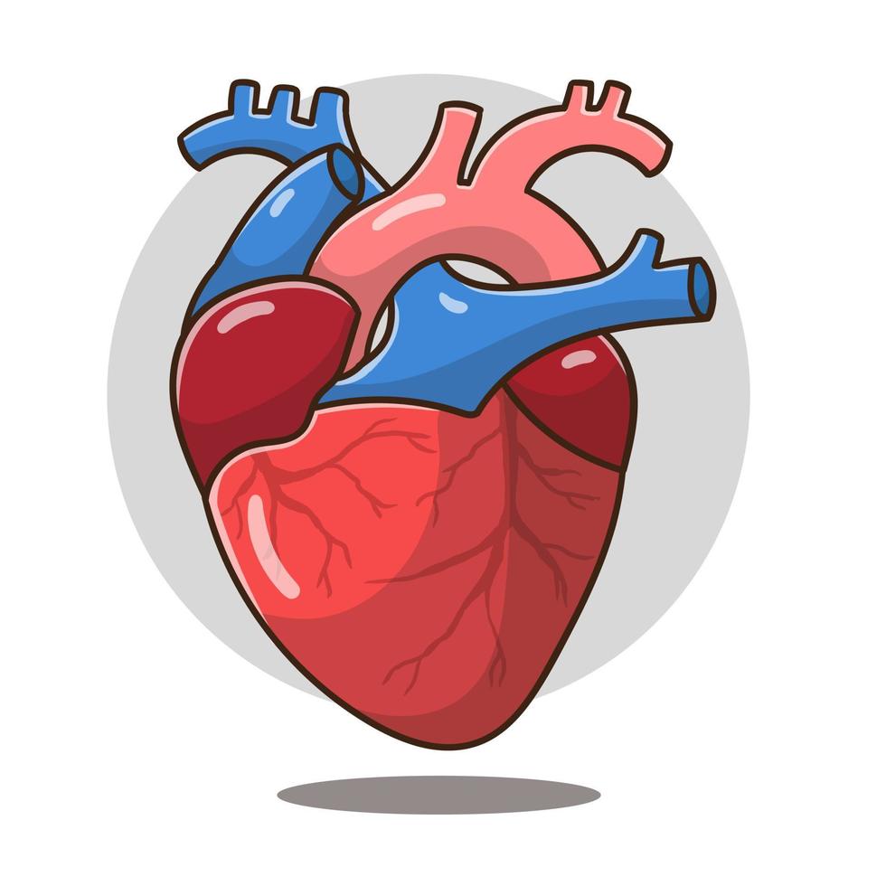 ilustración del órgano del corazón de dibujos animados bueno para la educación, banner, icono saludable. vector