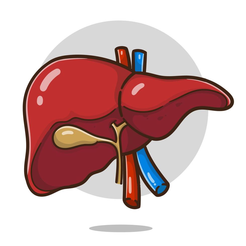 illustration of cartoon liver organ good for education, banner, healthy icon. vector