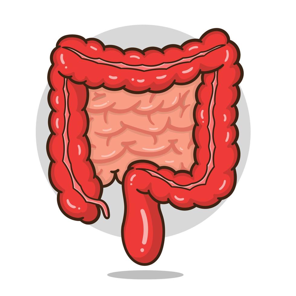 ilustración del órgano de los intestinos de dibujos animados bueno para la educación, banner, icono saludable. vector