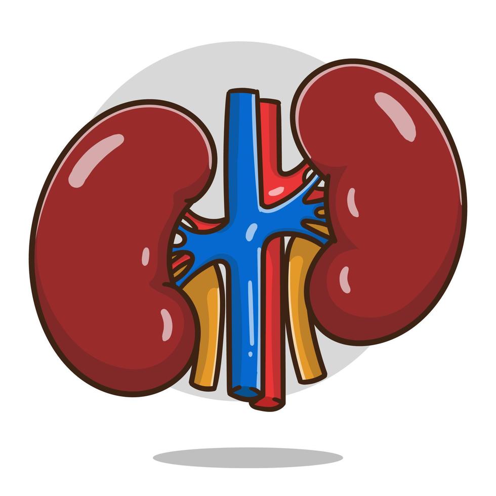 Dibujos animados de riñón humano  Vector Premium