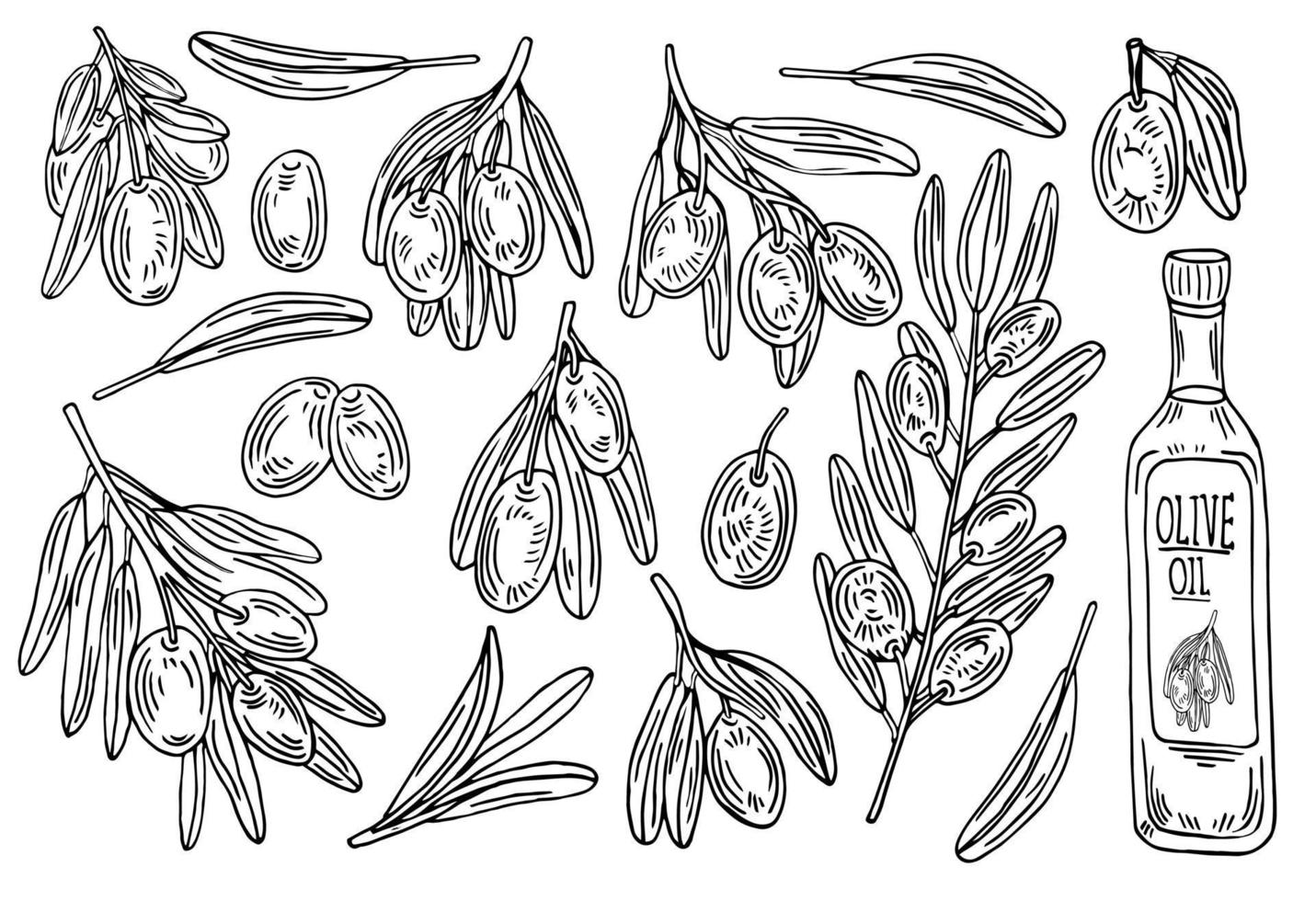Set with olive branches and leaves isolated on white background. Vector hand-drawn illustration in outline style. Perfect for cards, logo, decorations, menu, cosmetic design.