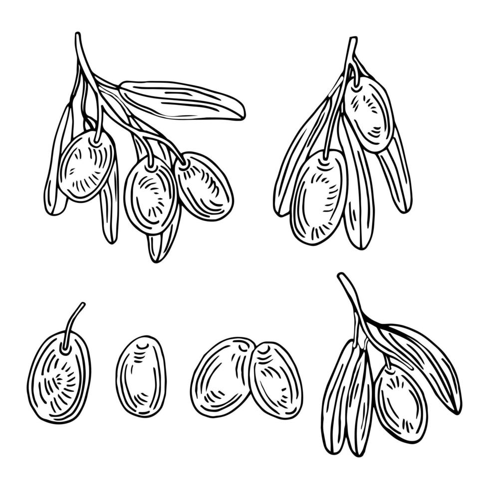 conjunto de ramas de olivo. racimo de frutos de olivo y ramas de olivo con hojas. ilustración dibujada a mano convertida en vector. vector