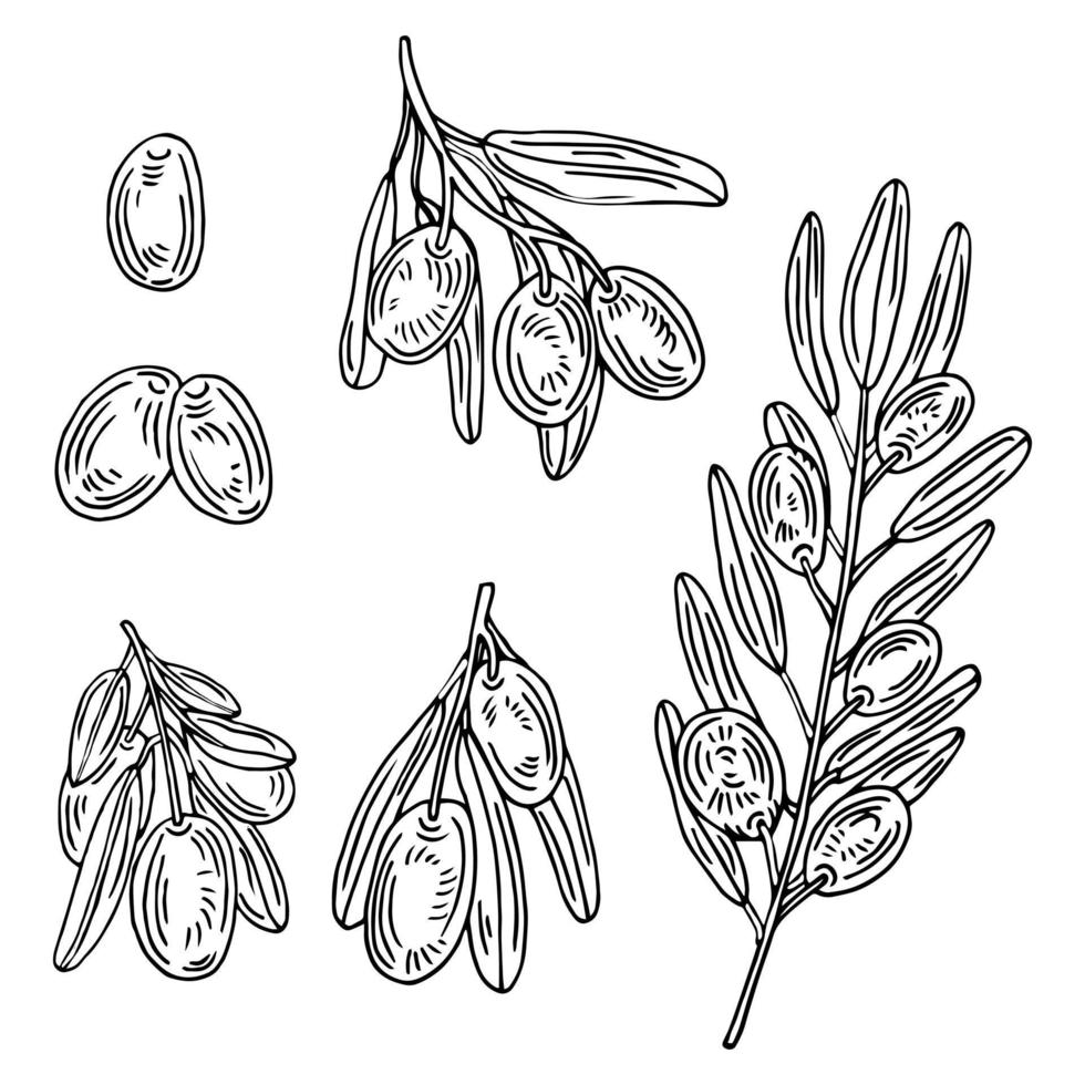 Olive branches set. Olive fruits bunch and olive branches with leaves. Hand drawn illustration converted to vector. vector