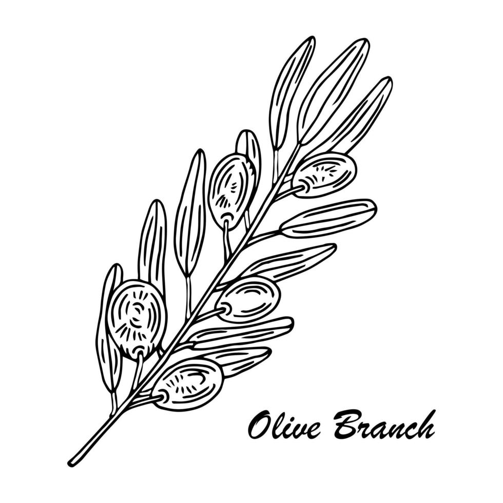 rama de olivo. elemento de ilustración de aceitunas aisladas vector