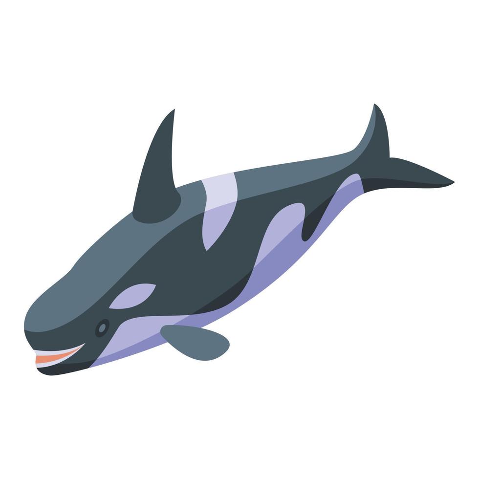 Killer whale swimming icon, isometric style vector