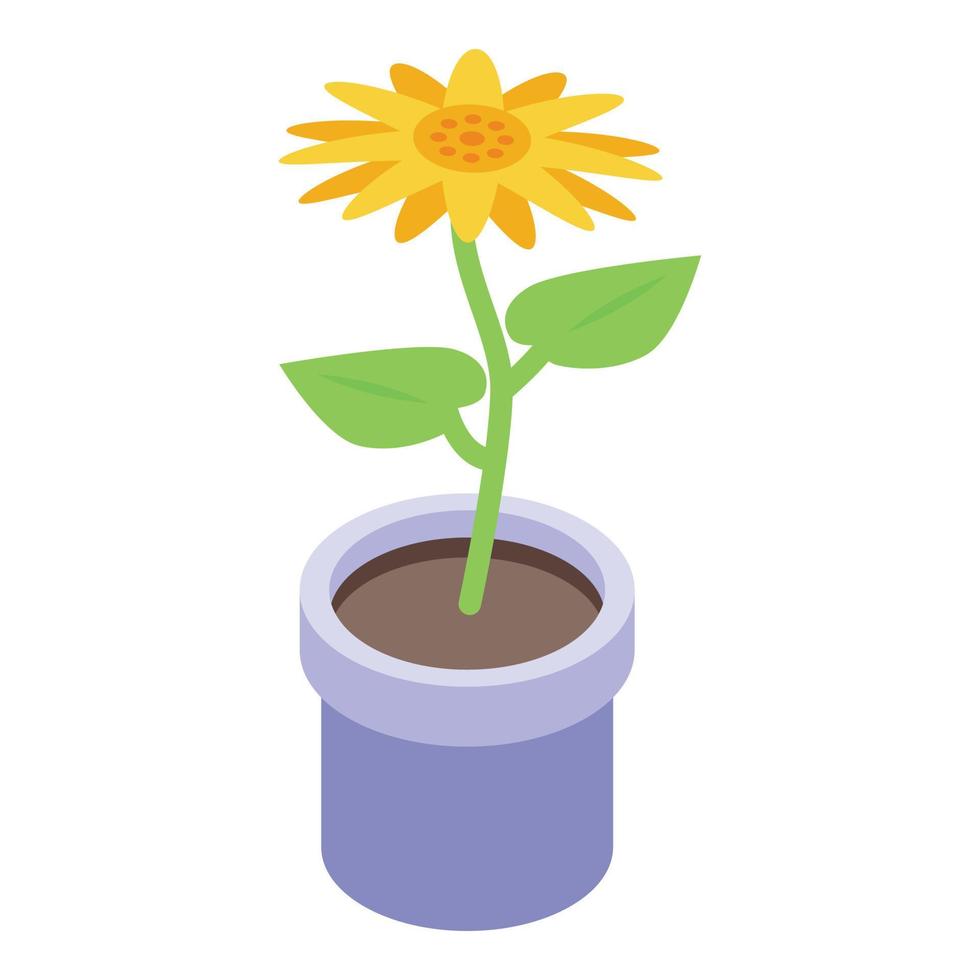 Sunflower pot icon, isometric style vector