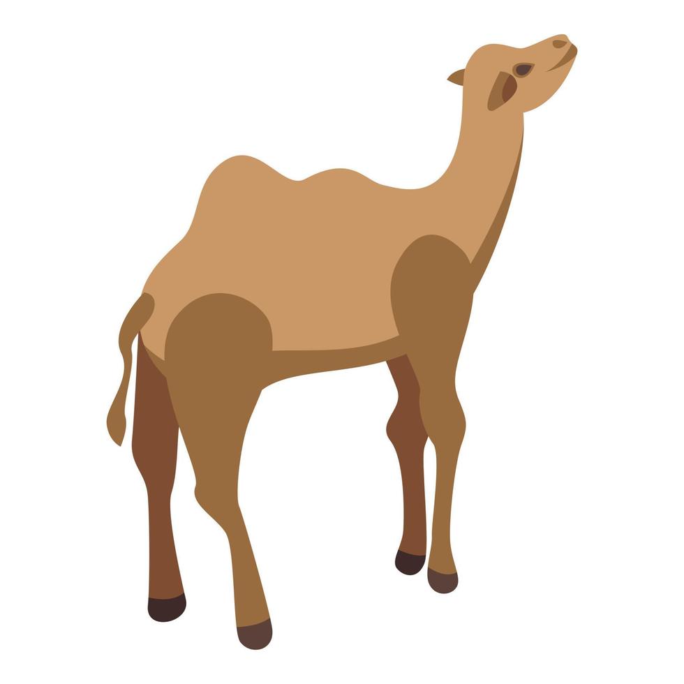 icono de camello safari, estilo isométrico vector