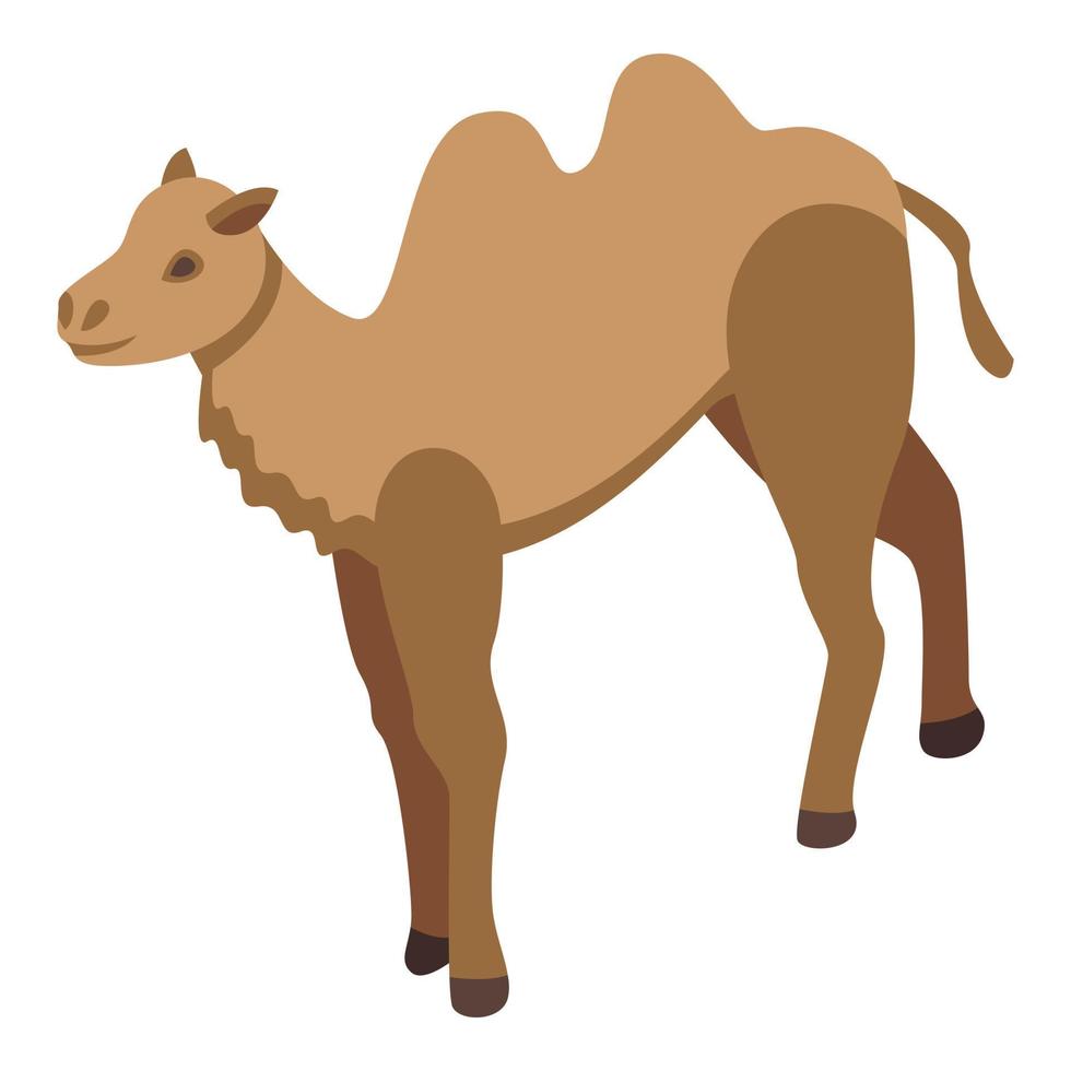 icono de camello de turismo, estilo isométrico vector