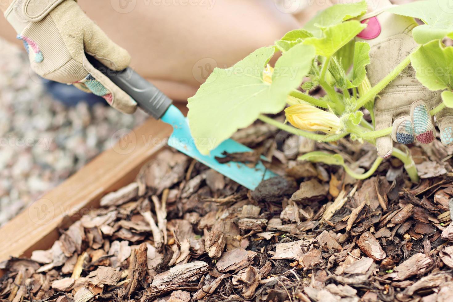 Adult woman picking vegetables from garden photo