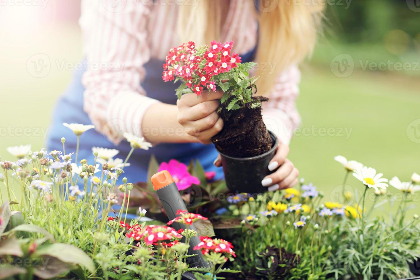 Woman growing flowers outside in summer photo