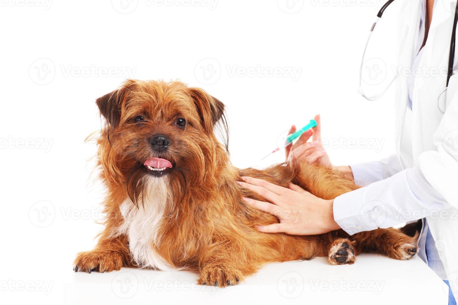 perro veterinario e inyección foto