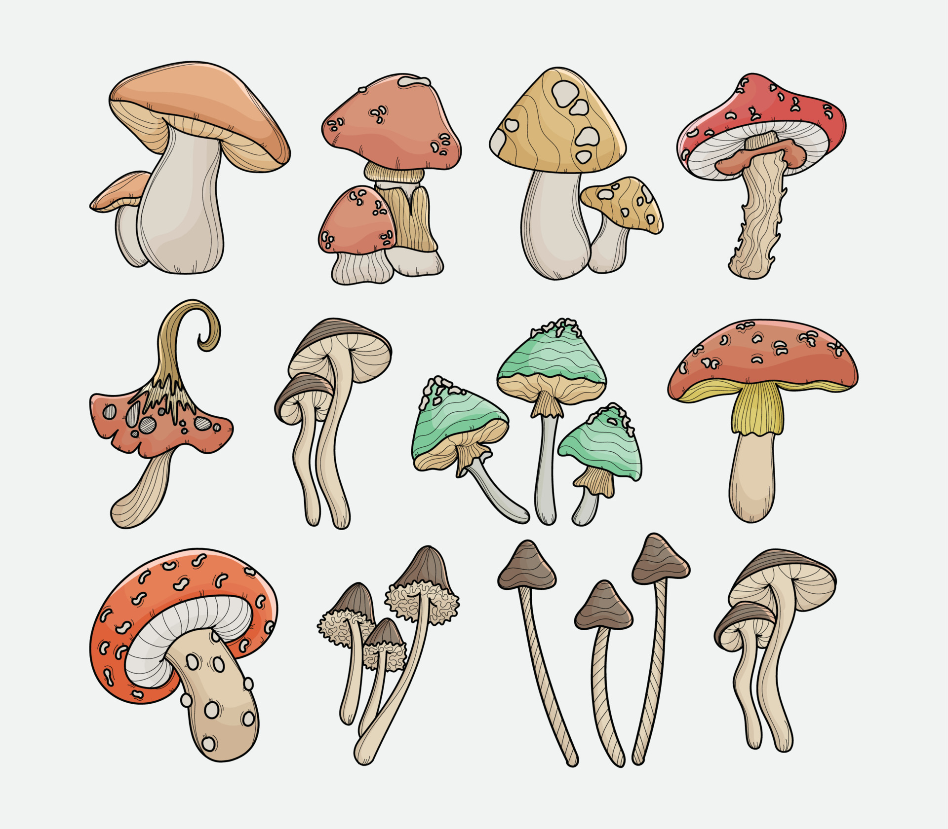 Different Types of Mushroom that is Edible and Poisonous Vector