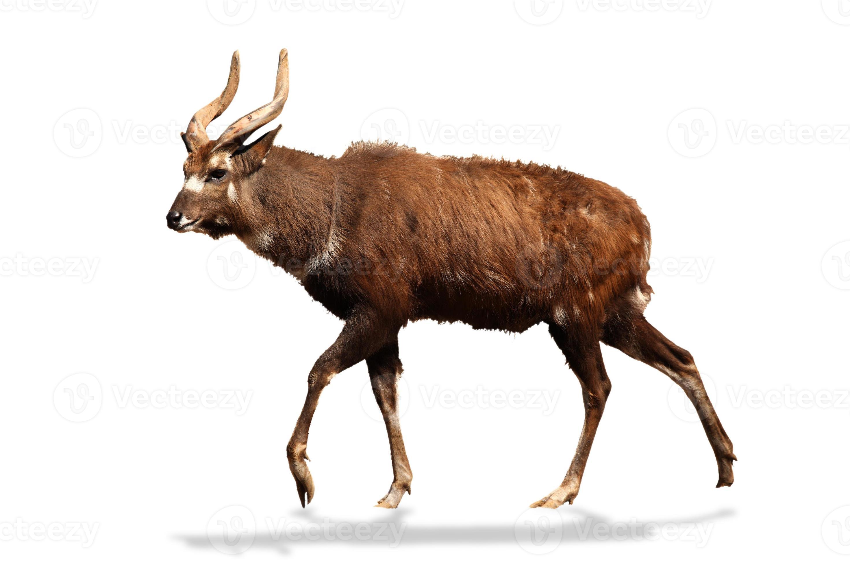 Male sitatunga antelope 15878794 Stock Photo at Vecteezy