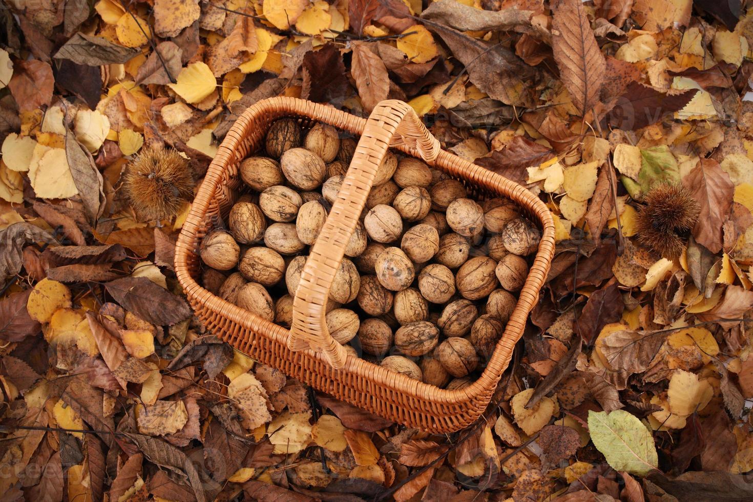 Walnuts in the basket photo