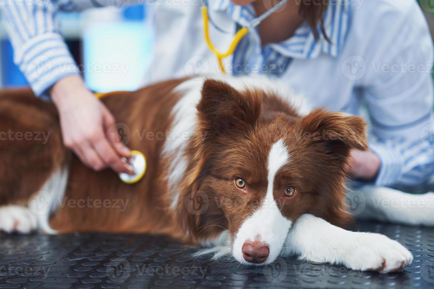 perro border collie marrón durante la visita al veterinario foto