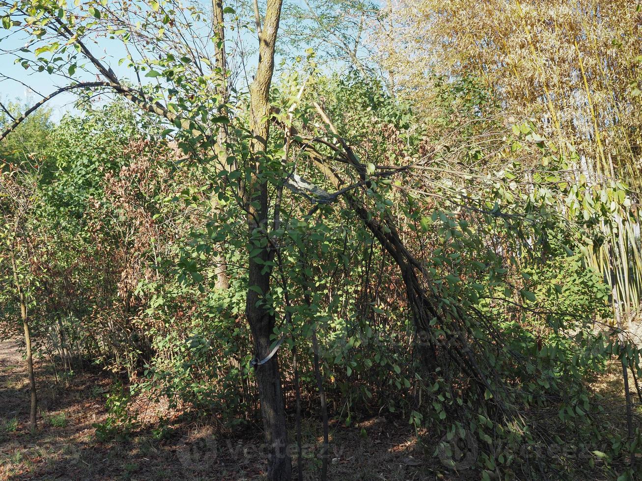 tree damaged by gales during storm photo