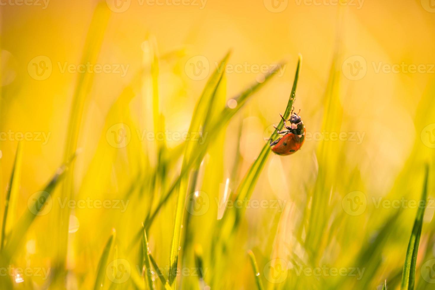 Beautiful nature background with morning fresh grass and ladybug. Grass and spring summer meadow with droplets of dew and sun rays, close-up or macro nature. Inspirational nature background photo