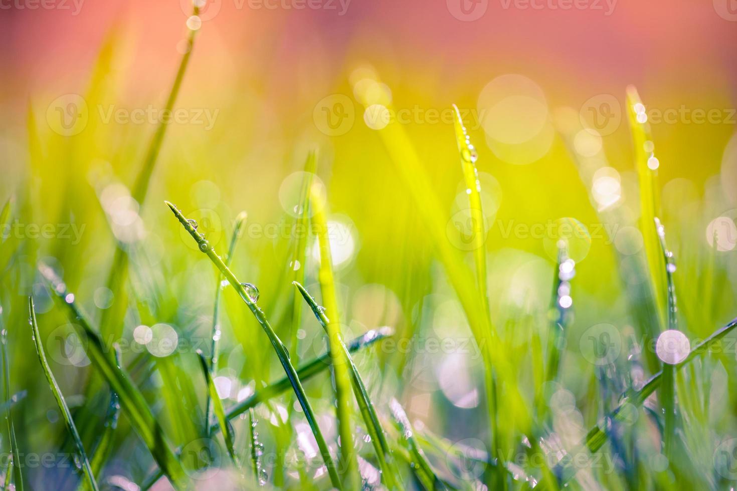 Spring nature concept. Beautiful natural background of green grass with dew and water drops. Seasonal design of morning in nature, rays and calm colors. Perfect closeup, wonderful macro nature scenery photo