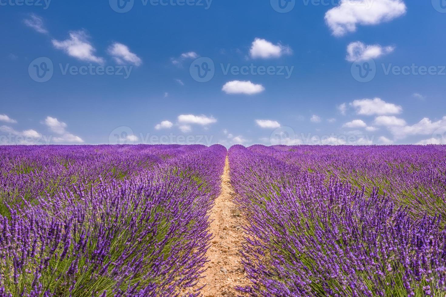 Beautiful photo of lavender field, summer landscape with lavender flowers and blue sky. Wonderful summer scenery, nature concept. Inspirational and calmness background template