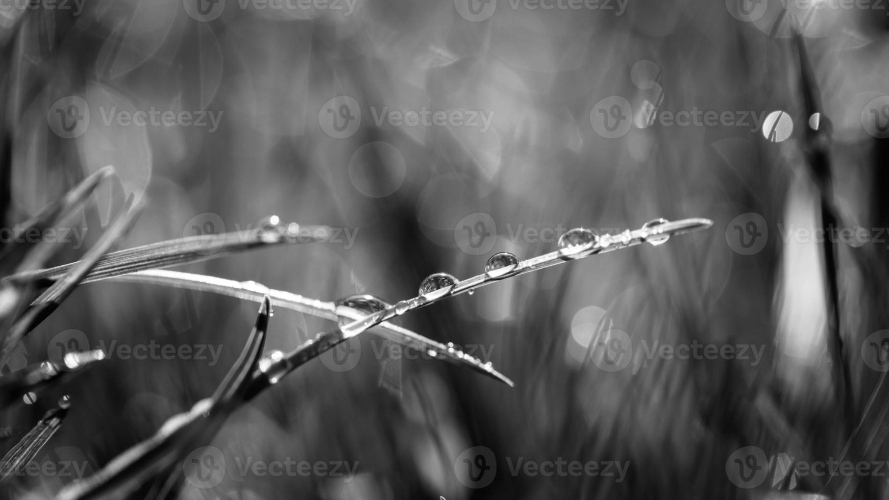 Abstract natural background. Fresh spring grass with drops on natural defocused light green background. Black and white, abstract spring summer nature concept photo