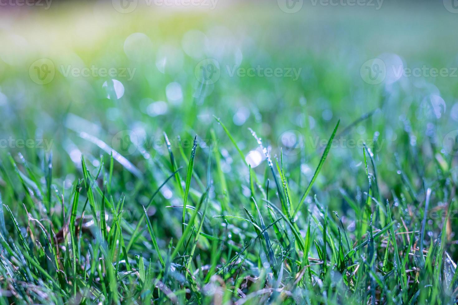 Abstract natural background. Fresh spring grass with drops on natural defocused light green background. Black and white, abstract spring summer nature concept photo