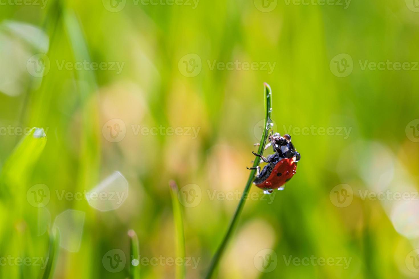 Beautiful nature background with morning fresh grass and ladybug. Grass and spring summer meadow with droplets of dew and sun rays, close-up or macro nature. Inspirational nature background photo
