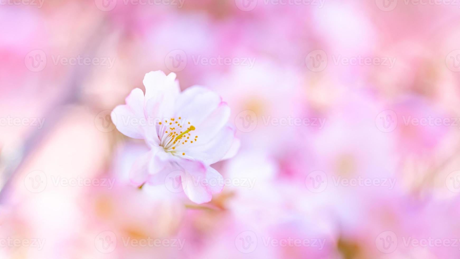 Abstract floral backdrop of purple flowers over pastel colors with soft style for spring or summer time. Nature banner springtime background with copy space. Beautiful inspirational colorful nature photo