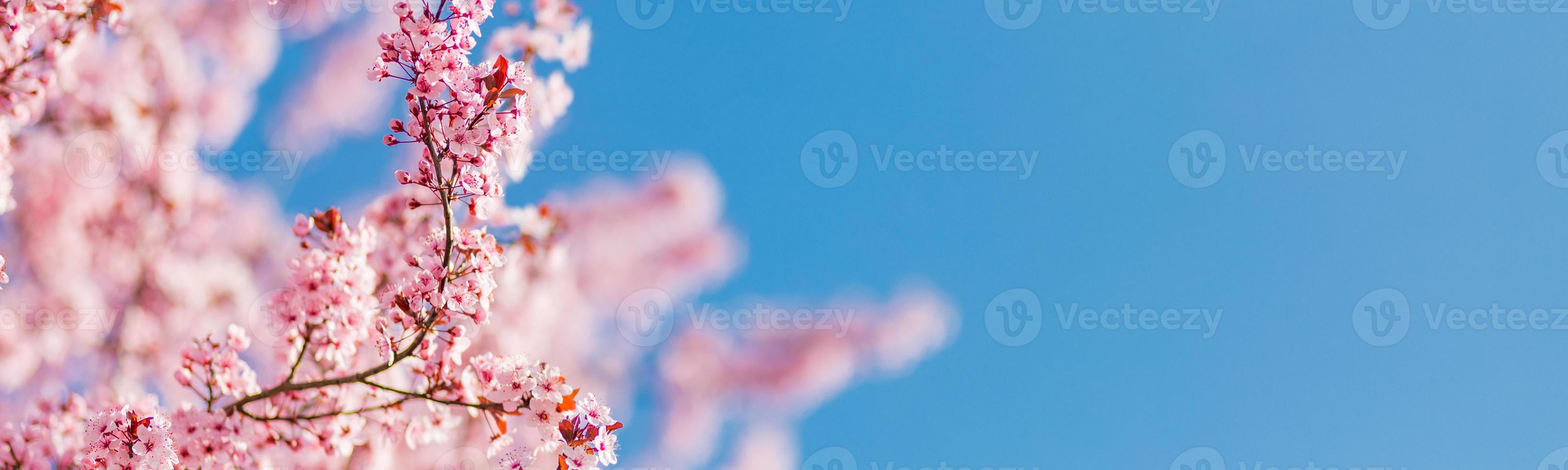 borde de primavera o arte de fondo con flor rosa. hermosa escena natural con árboles florecientes y destellos solares. día soleado, maravillosa plantilla de banner de primavera foto