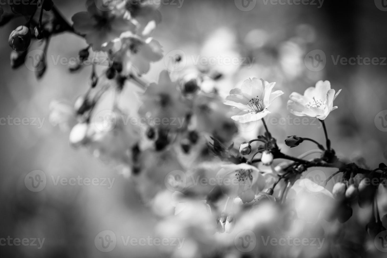 Beautiful close up spring nature flowers processed in black and white blurred background. Abstract nature concept photo