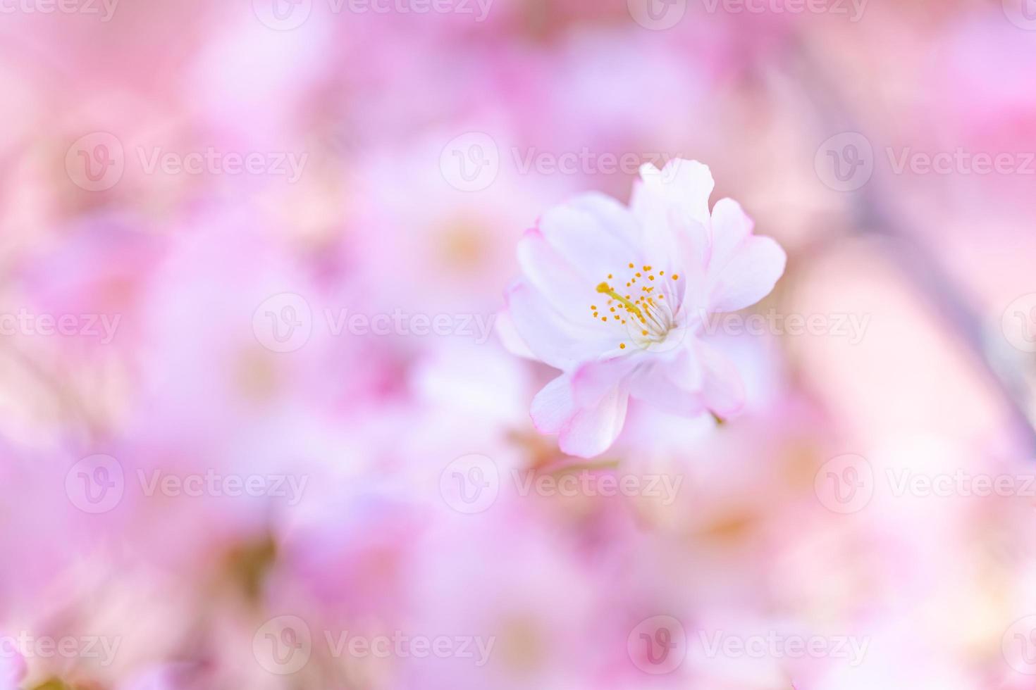 Abstract floral backdrop of purple flowers over pastel colors with soft style for spring or summer time. Nature banner springtime background with copy space. Beautiful inspirational colorful nature photo