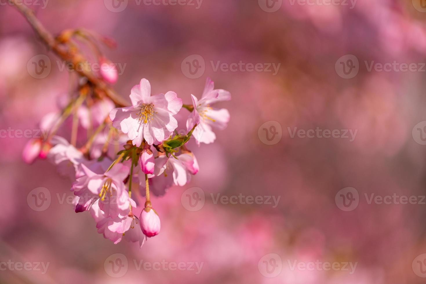 Abstract floral backdrop of purple flowers over pastel colors with soft style for spring or summer time. Nature banner springtime background with copy space. Beautiful inspirational colorful nature photo