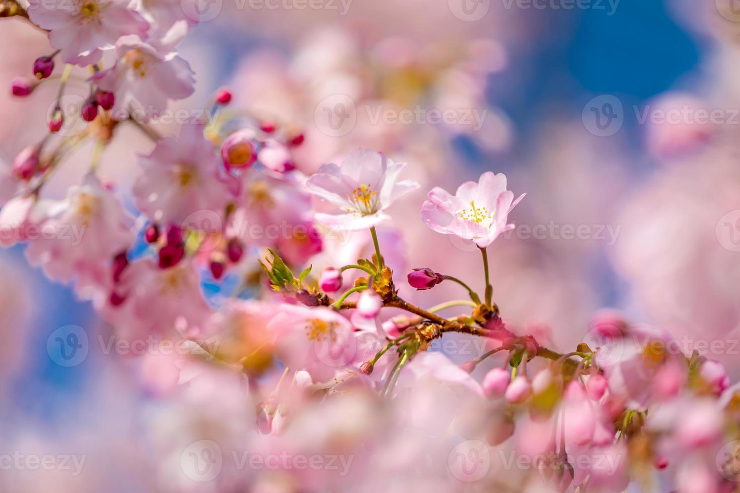 Abstract floral backdrop of purple flowers over pastel colors with soft style for spring or summer time. Nature banner springtime background with copy space. Beautiful inspirational colorful nature photo