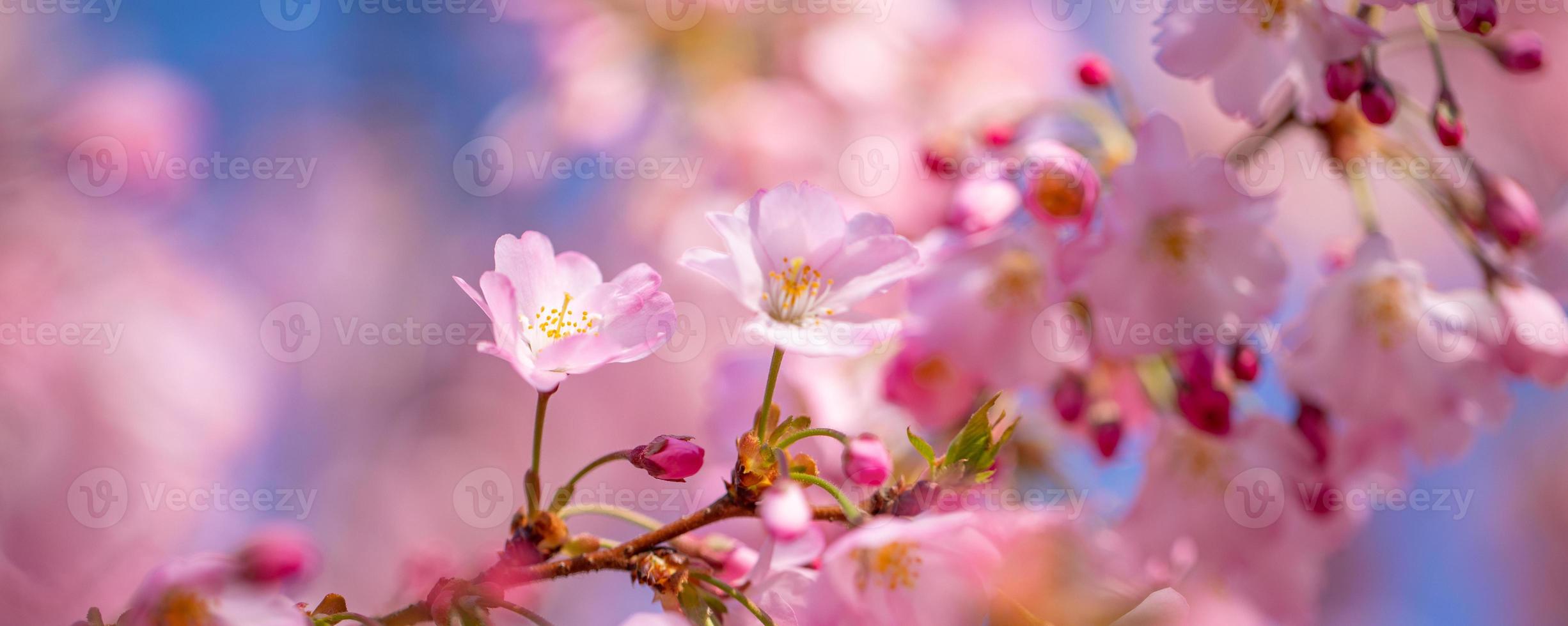 Abstract floral backdrop of purple flowers over pastel colors with soft style for spring or summer time. Nature banner springtime background with copy space. Beautiful inspirational colorful nature photo